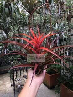 Tillandsia 展示 鸟岩 卡比变种 红珊瑚 Coral 空凤 capitata