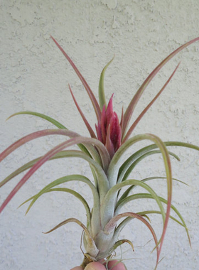 展示 空气凤梨 Tillandsia Ionantha x Paucifolia 红女王精灵