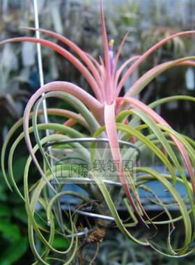 展示 T.Rio Hondo x ionantha druid 杂交Rio x 德鲁伊精灵