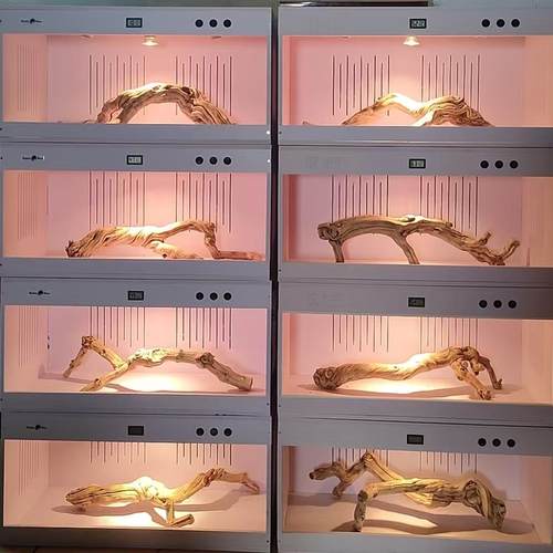 爬宠天然木头造景龙纹枯木