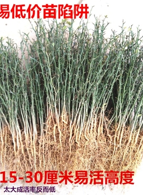现挖带刺篱笆墙树苗，菜园果园造刺树木墙，陈刺苗，枳苗带刺植物
