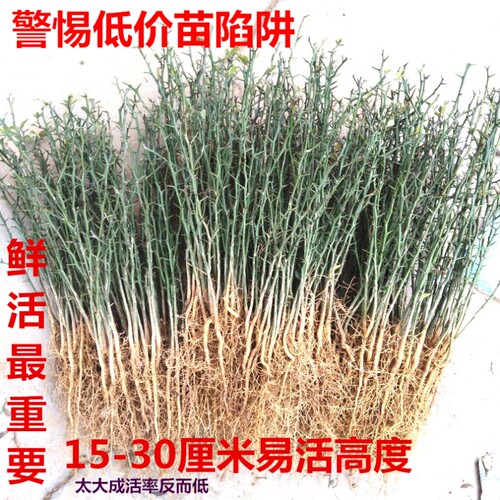 篱笆植物围墙树带刺树苗绿篱苗