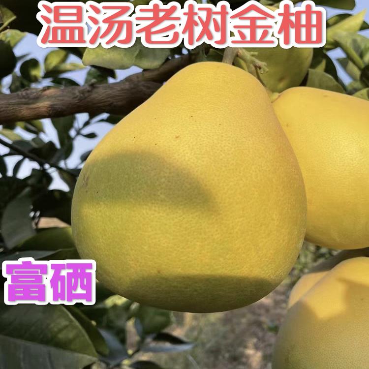 正宗安福柚金兰柚安福蚕子江西小金柚子蚕子温汤特产富硒老树金柚