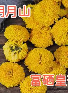 2025新花温汤明月山富硒皇菊茶菊江西菊花金丝黄菊冲泡大朵