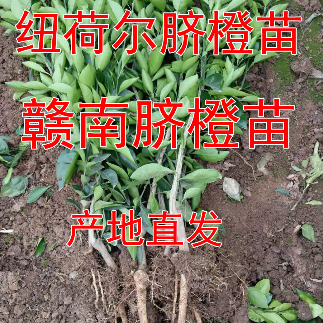 赣南脐橙苗秭归脐橙苗