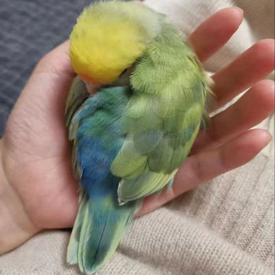 牡丹玄风鹦鹉活体幼鸟手养