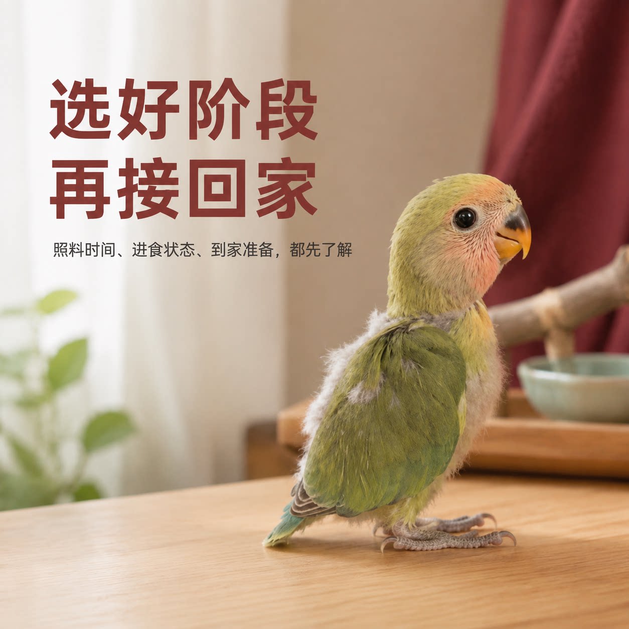 手养牡丹鹦鹉幼鸟会学说话亲人图片