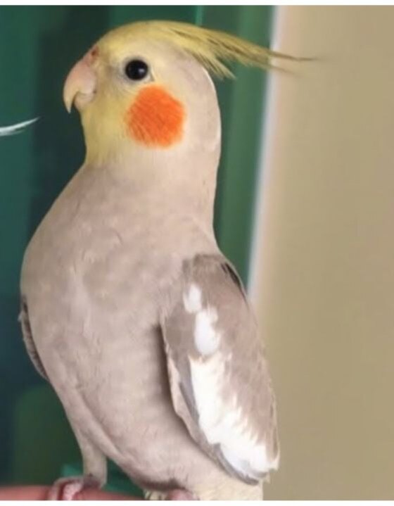 原始灰.珍珠一只鹦鹉活禽