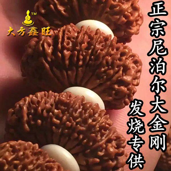 多瓣姜黄皮大金刚菩提子包邮