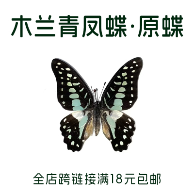 木兰青凤蝶未展翅原蝶A1/A-品质蝴蝶标本制作diy研学手工材料