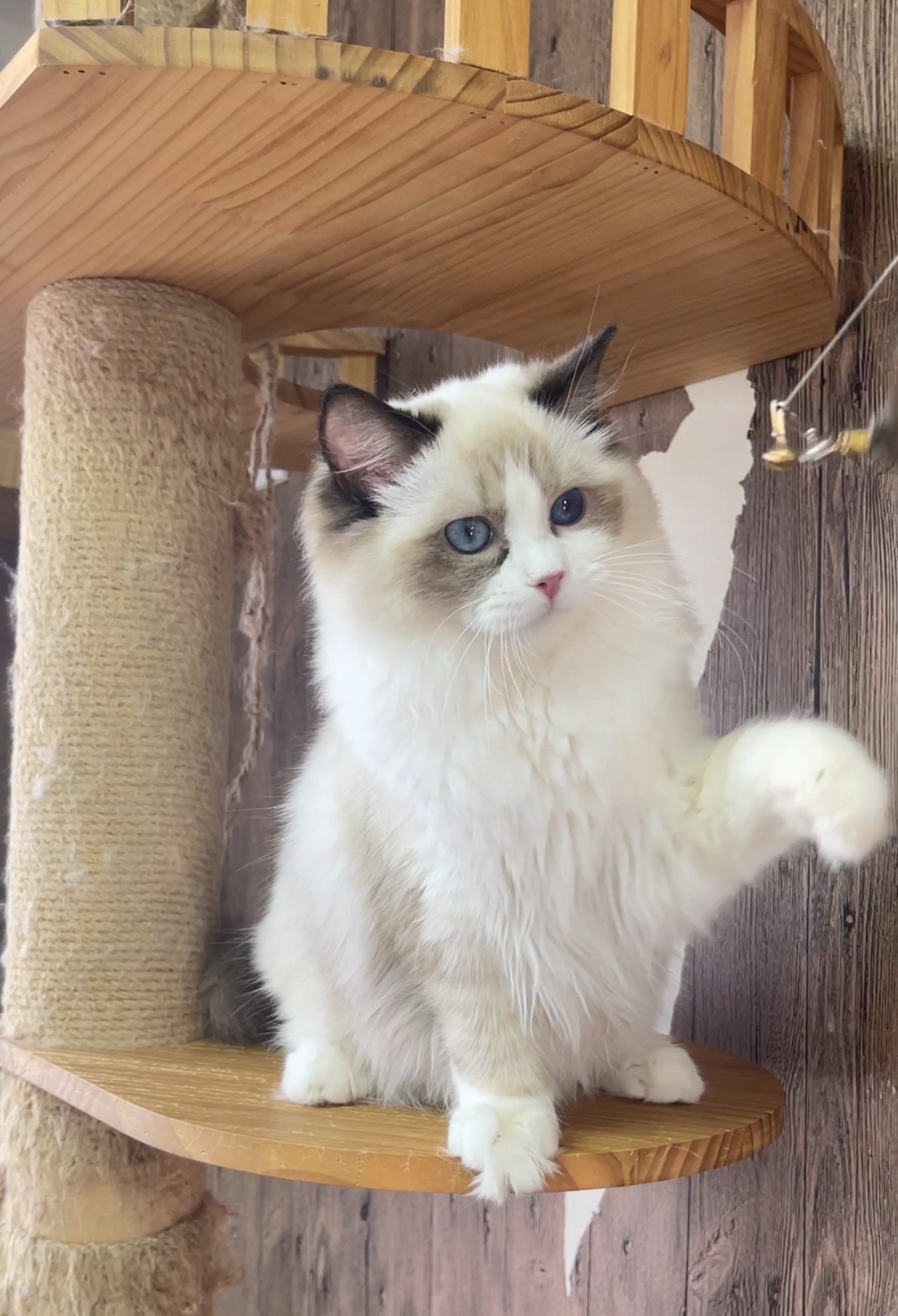 布偶猫妹妹海豹双色眼睛深蓝满耳背无色块