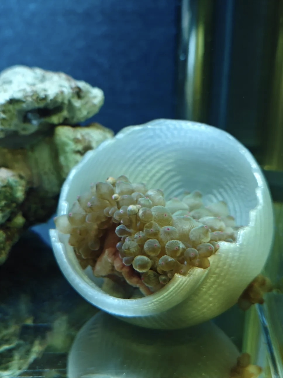 3D打印珊瑚缸海葵窝奶嘴海葵用荧光多色可选超好看
