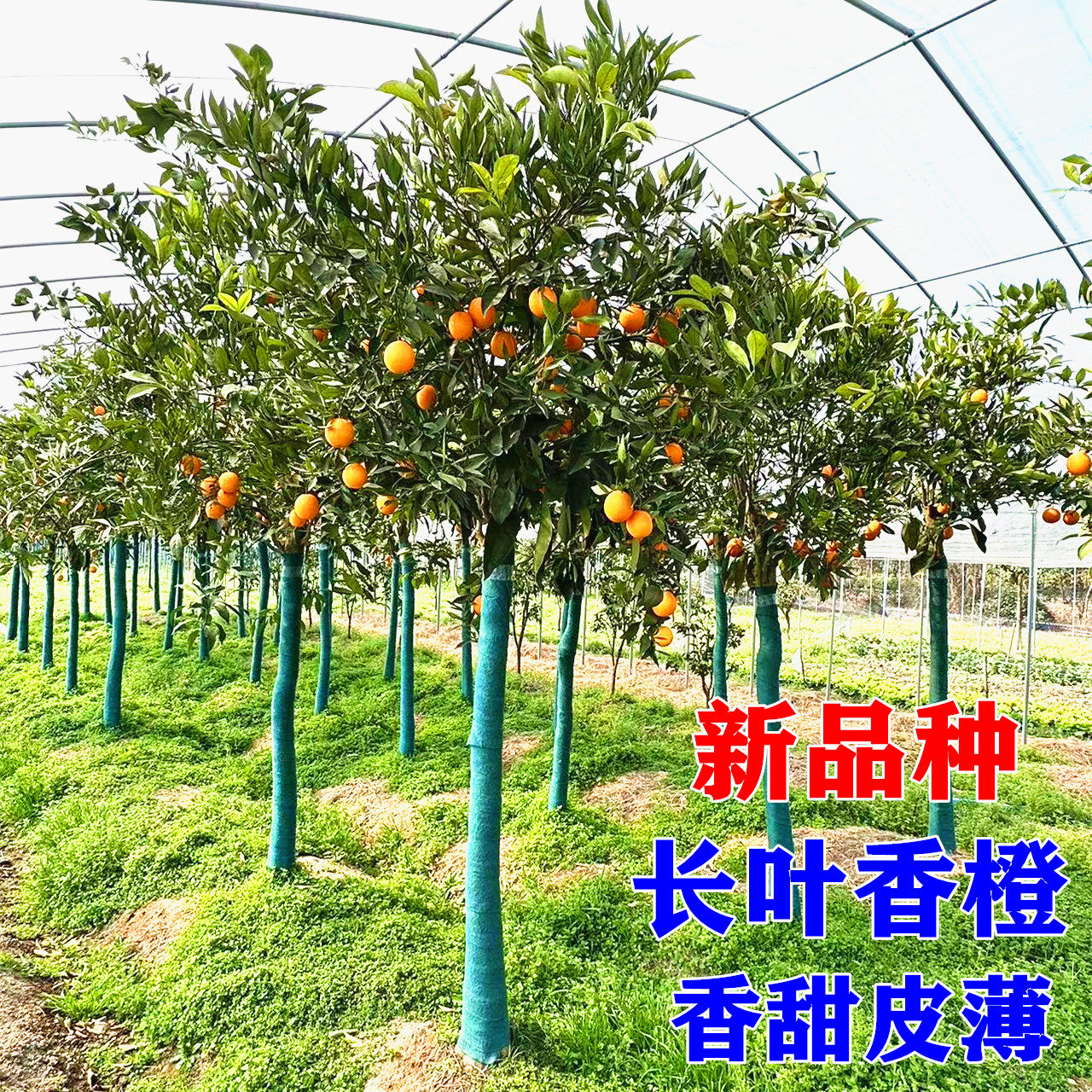 长叶香橙带果树 嫁接橙子树 美国长脐橙木瓜蜜丁橙子树控根器果树