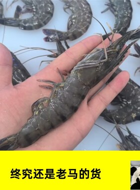 马来西亚活冻黑虎虾 斑节对虾大虾活冻冻虾老虎虾  流水解冻