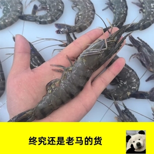 流水解冻 ，马来西亚活冻黑虎虾 斑节对虾大虾活冻冻虾老虎虾