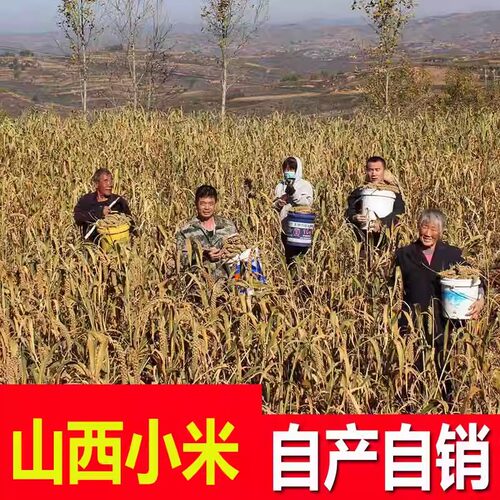 特产山西小米小米杂粮