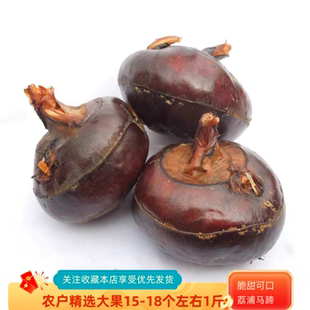 包郵 廣西桂林荔浦新鮮馬蹄荸薺特大大果2550g地栗梨現(xiàn)挖農(nóng)家水果