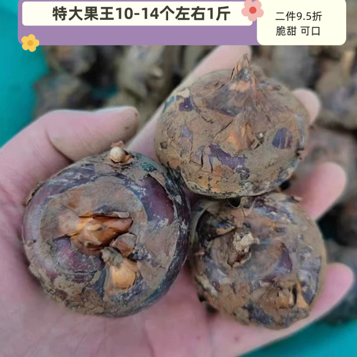 特大果5斤广西桂林荔浦马蹄新鲜马蹄荸荠地栗梨农家水果蔬菜包邮 水产肉类/新鲜蔬果/熟食 荸荠/马蹄 原图主图