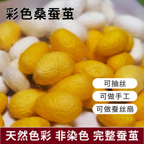天然彩色桑蚕茧完整带蚕蛹白色
