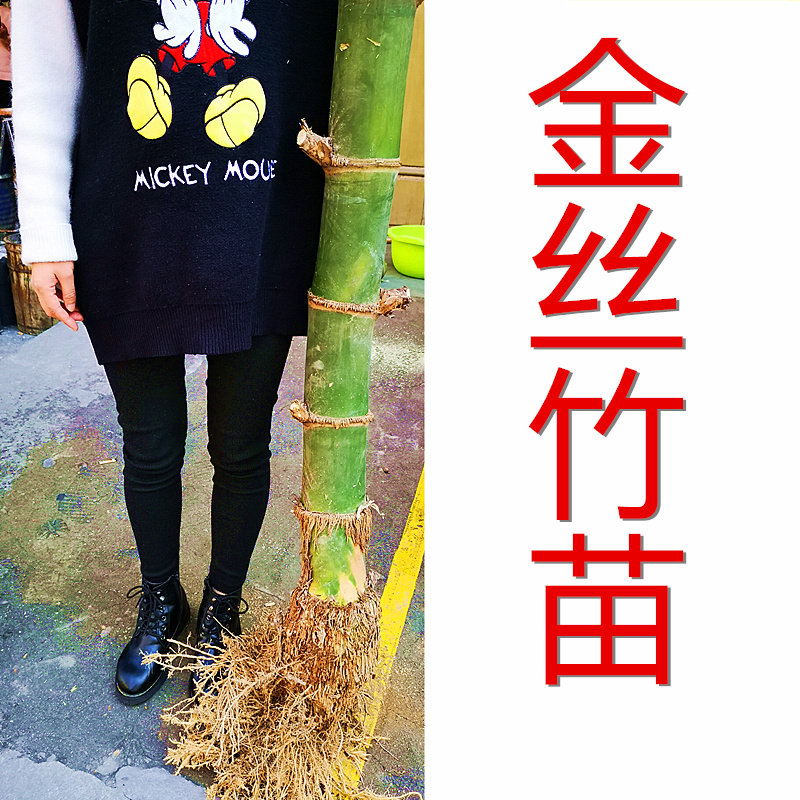 金丝竹苗庭院观赏盆栽户外种植大型竹苗幼苗地栽种植龙血金丝竹苗