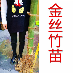 金丝竹苗庭院观赏盆栽户外种植大型竹苗幼苗地栽种植龙血金丝竹苗