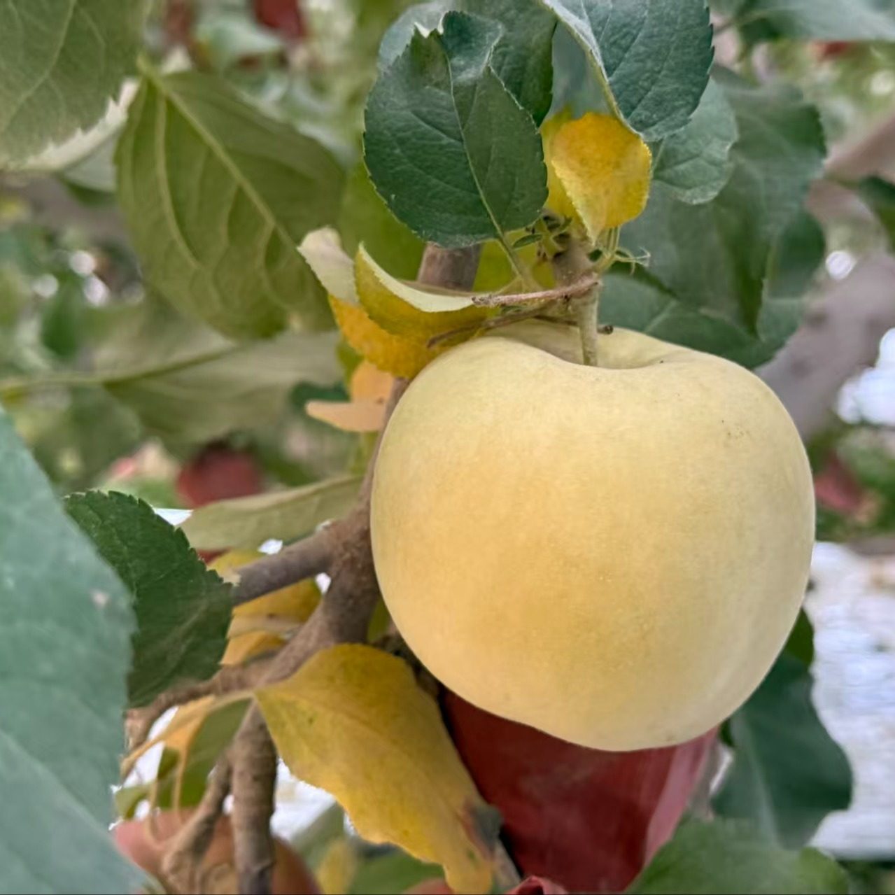 正宗新疆黄金奶油富士苹果当季新鲜水果整箱阿克苏苹果,水产肉类/新鲜蔬果/熟食,苹果,淘宝优惠券,粉丝福利购,淘宝优惠卷