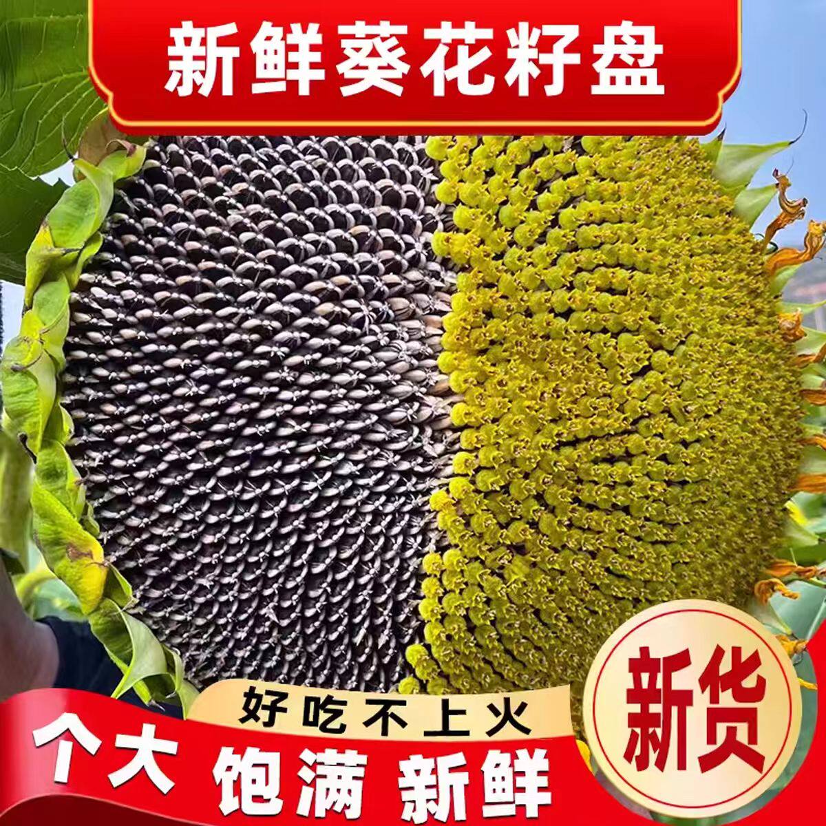 26年新鲜葵花盘带籽生向日葵带盘原味湿葵瓜子葵花头毛嗑现摘现发
