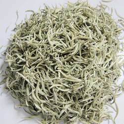 2025年头春 南糯山百年古树茶 大白芽 白毫 银芽 生茶