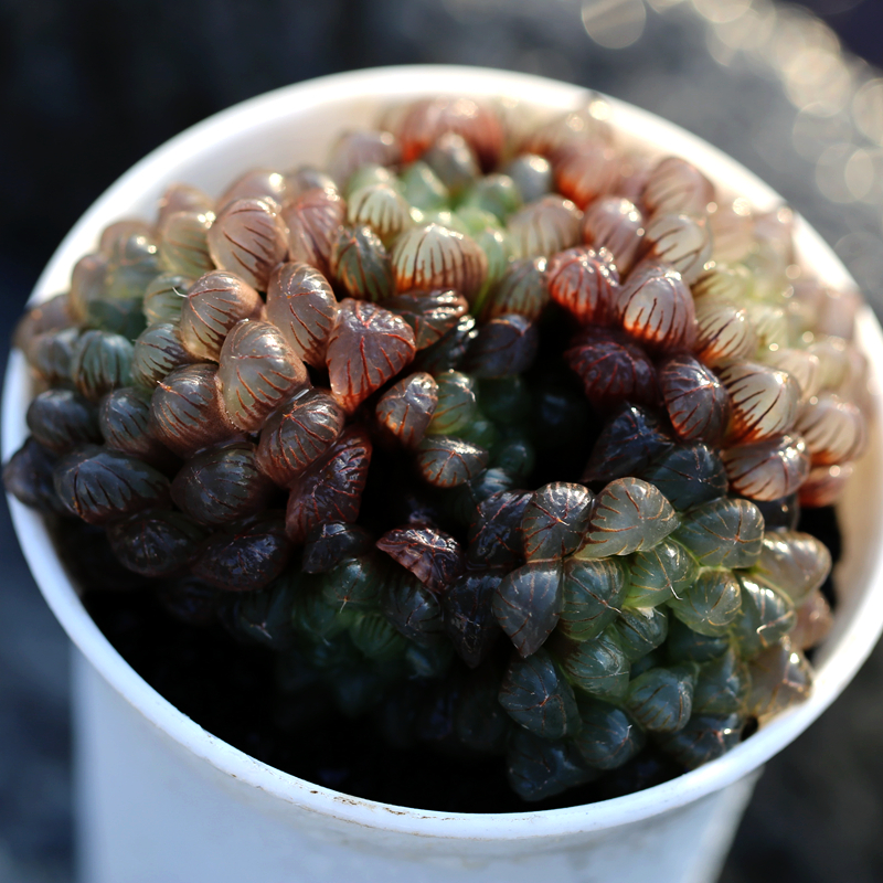 花木E家 姬玉露群生十二卷属 玉露玉扇万象琥珀 趣味绿植多肉植物