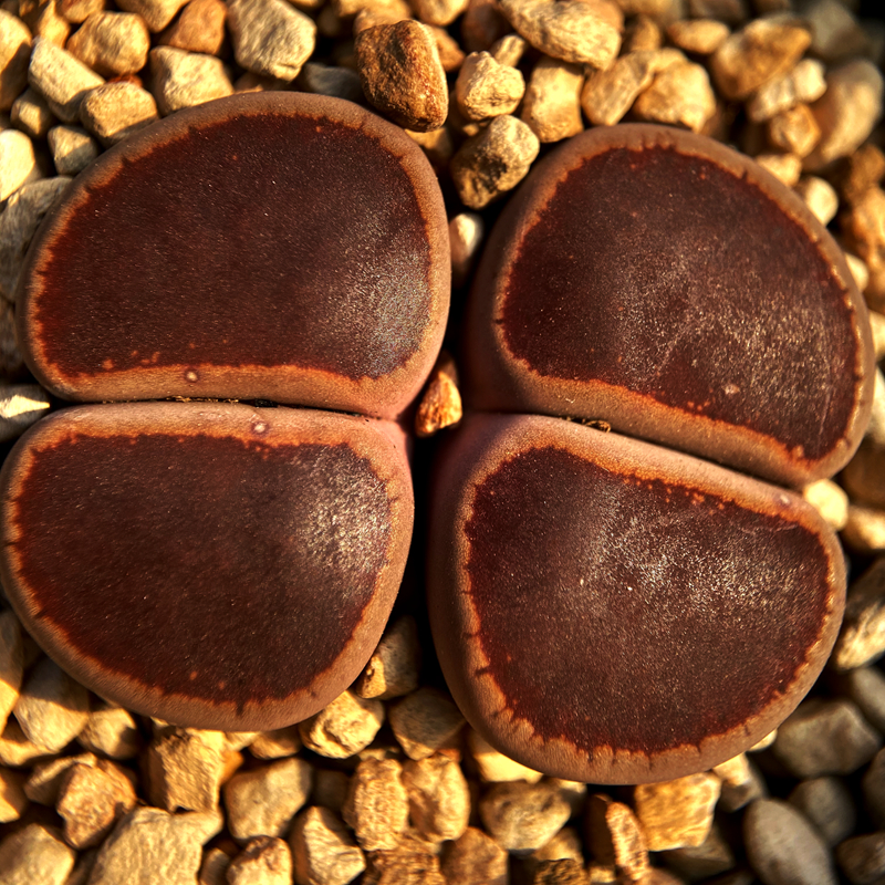 肉锥屁屁花趣味绿植阳台