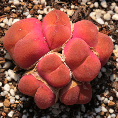 营养土颗粒多肉植物专用土