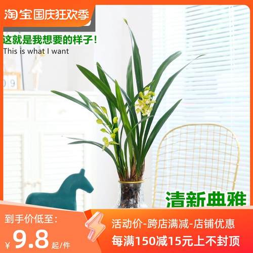 水培植物兰花墨兰文心兰盆栽客厅室内好养蝴蝶兰耐寒绿植盆景花卉