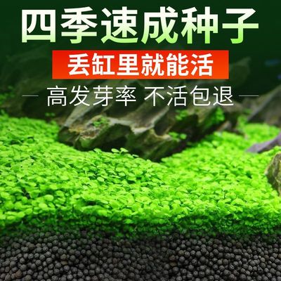 懒人速成水草种子鱼缸装饰迷你对叶牛毛草活体造景套餐真植物养鱼