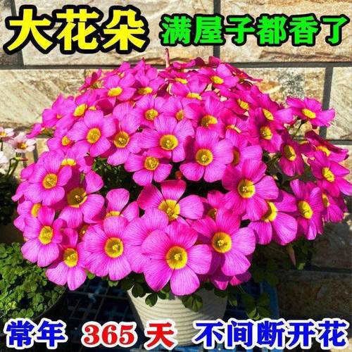 【特价】好养的酢浆草球根庭院花卉植物阳台盆栽四季开花耐热耐寒