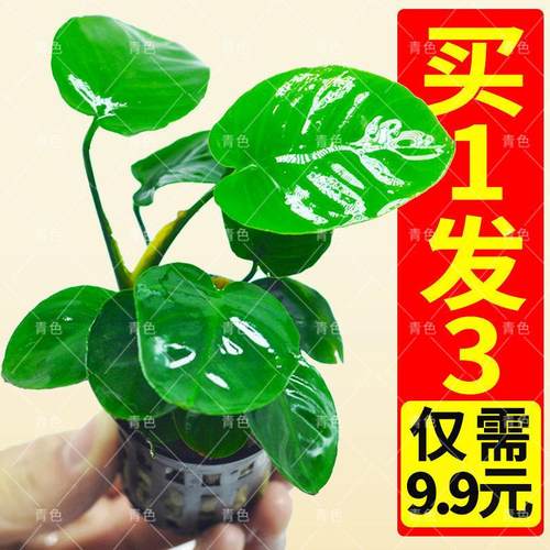 鱼缸水草植物真草造景套餐蜈蚣阴性增氧趴地矮珍珠活懒人水榕沉木