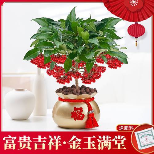 富貴籽盆栽黄金万两带果金玉满堂办公室内客厅好养招财绿植年宵花