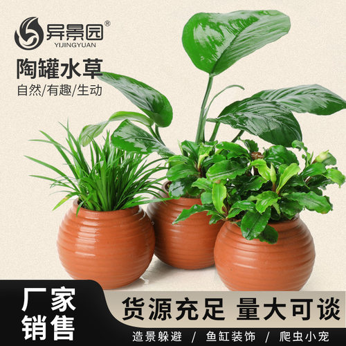 鱼缸水草造景摆件增氧阴性绿菊蜈蚣草净水定植陶罐水草火山石套餐