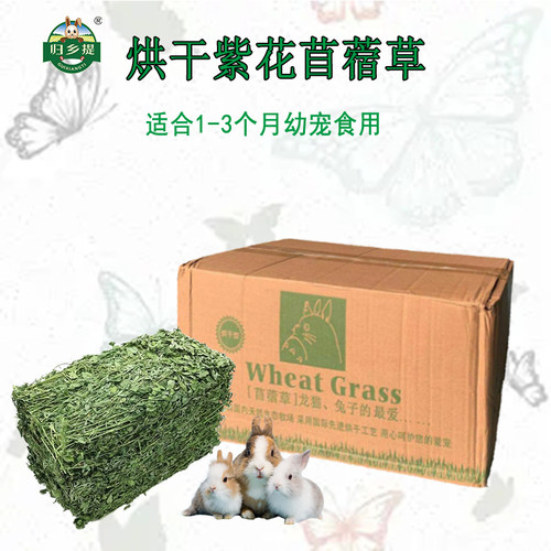 25年归乡提紫花兔子苜蓿草宠物草