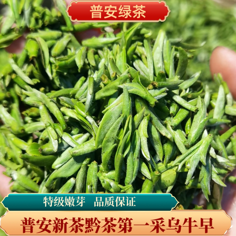 2024年贵州普安黔茶第一采绿茶首采明前嫩芽特级100g-250g乌牛