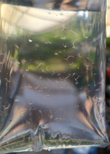 水螅体淡水桃花水母水螅体学校试验可养殖一般地区满19元包邮