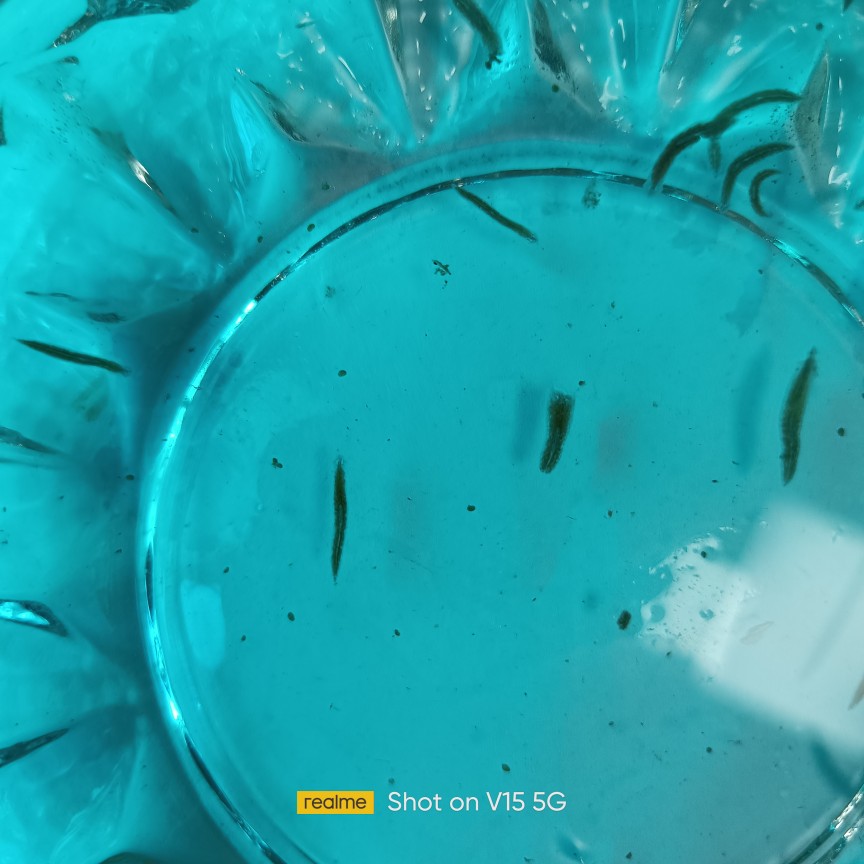 涡虫活体涡虫学校教学试验用品满19元包邮