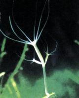 水螅活体水螅实验学校水螅儿时玩小生物自家鱼缸非野外满19元包邮