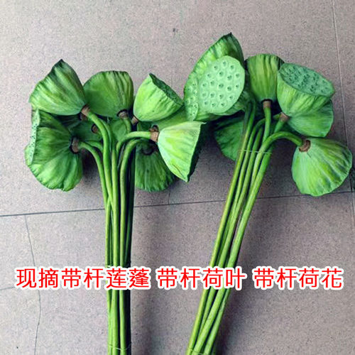 新鲜长杆莲蓬花束居家装饰