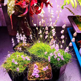 水生狸藻陆生雨林缸景耐阴植物禾叶小白兔挖耳草小型盆栽食虫植物