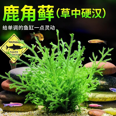鹿角藓鹿角茸水草懒人阴性净化水质耐低温万年藓真草鱼缸造景水草