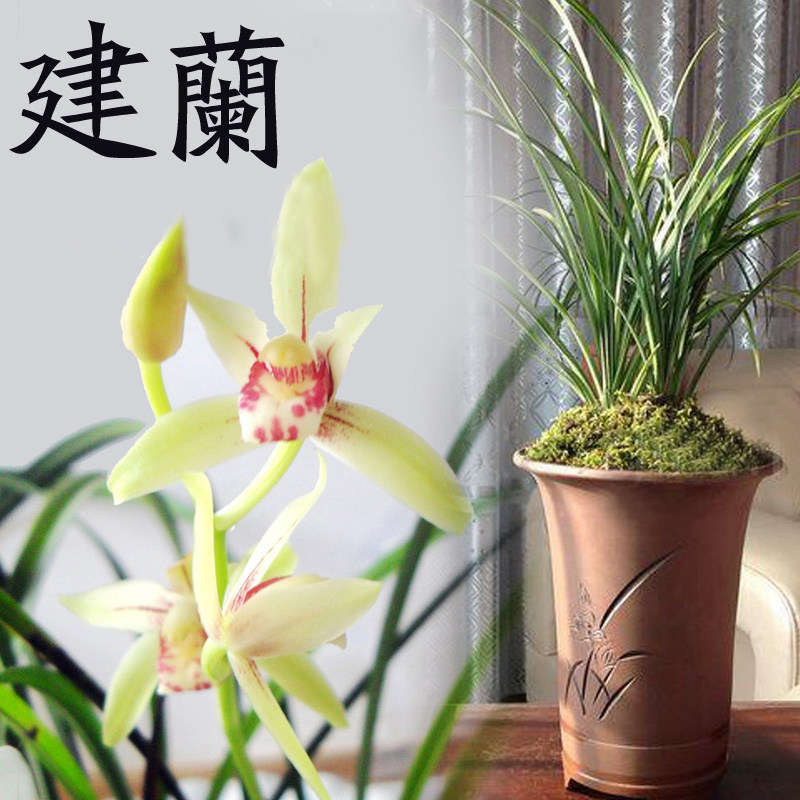 花卉兰花 四季兰 建兰 兰花草 兰花苗 兰草 秋兰 绿色植物  盆栽