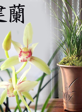 花卉兰花四季兰建兰兰花草兰花苗兰草秋兰绿色植物盆栽绿植盆栽