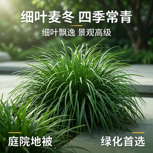 细叶麦冬草苗庭院绿化耐阴耐寒观赏草坪植物沿阶草四季常青玉龙草