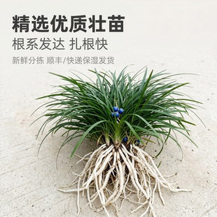 细叶麦冬草长小叶麦冬草苗常绿耐阴耐寒草坪花园绿化四季青沿阶草