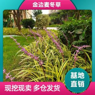 金边麦冬草苗阔叶麦冬苗别墅庭院花镜苗花卉四季常青耐寒耐阴植物